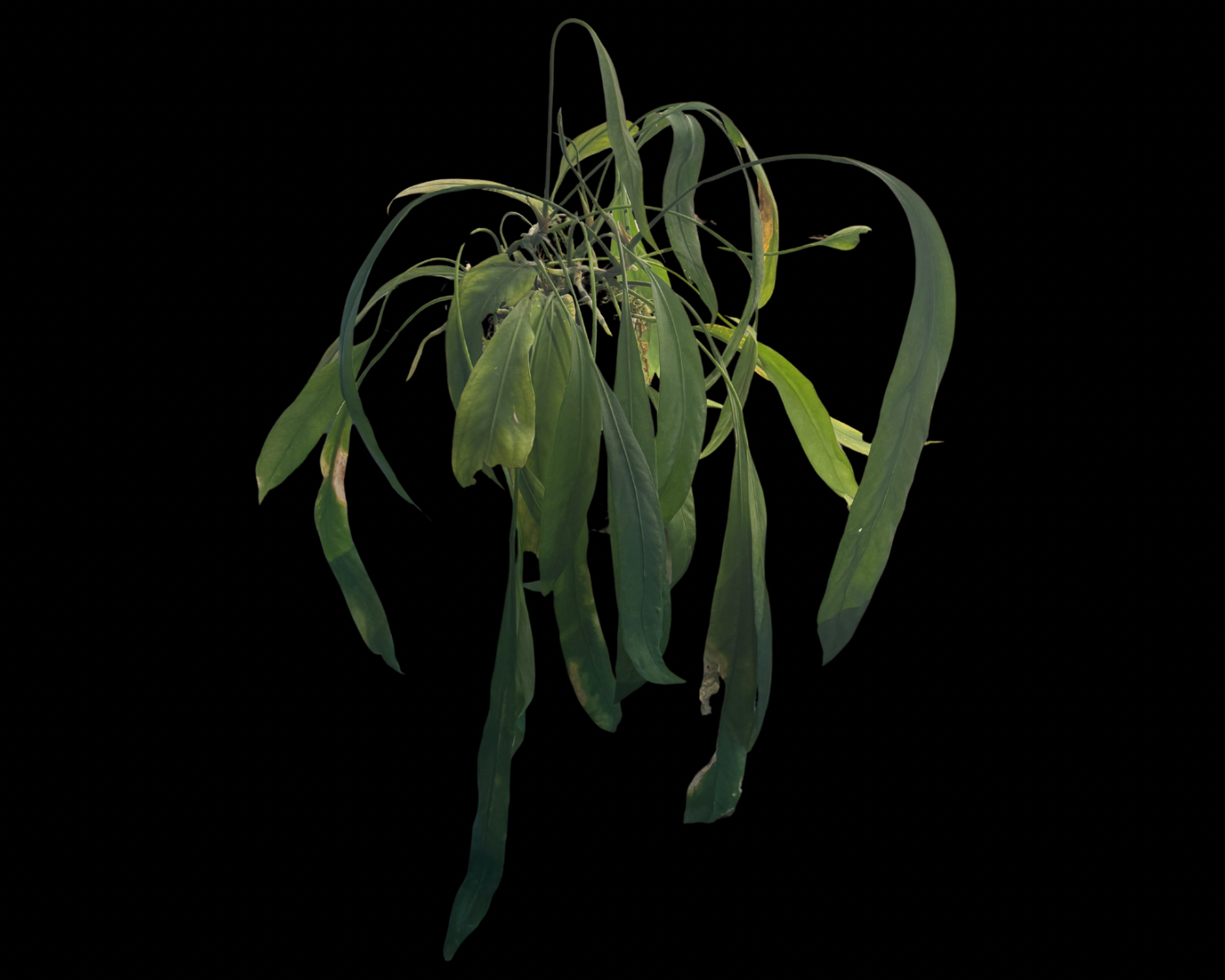Anthurium Vittarifolium: Complete Care Guide