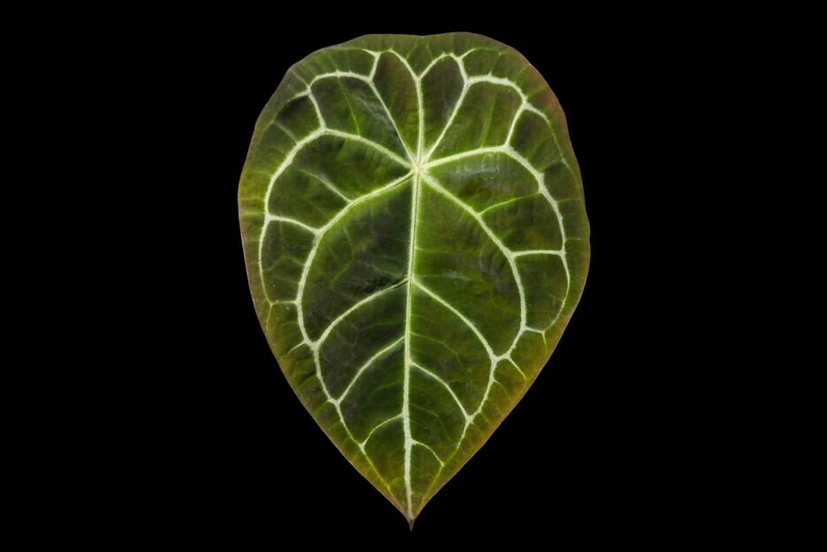 A single anthurium forgetii leaf forward-facing with clean black background. 