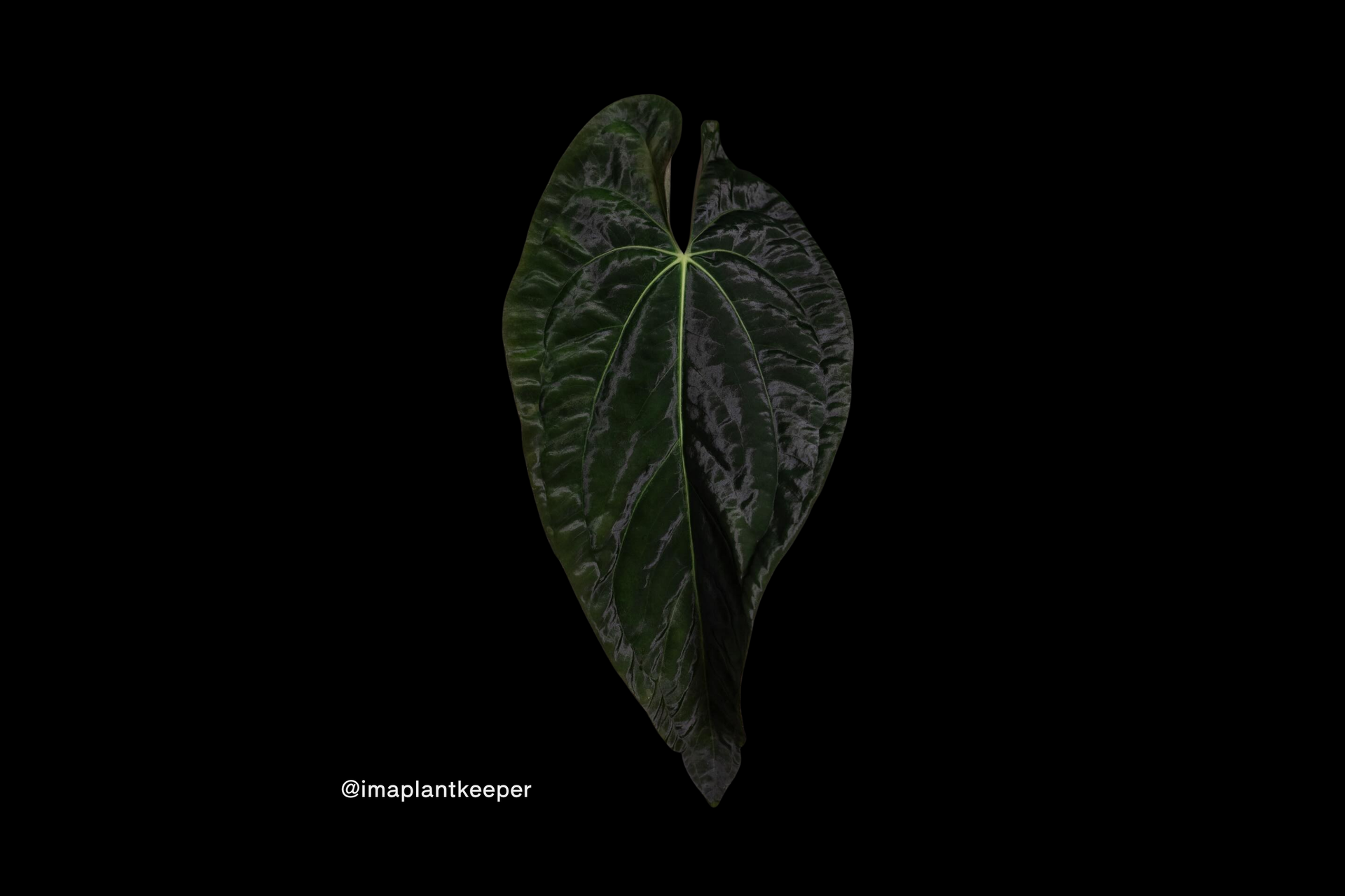 その他観葉植物 Anthurium papillilaminum Anthurium Papillilaminum: Complete Profile & Care Guide