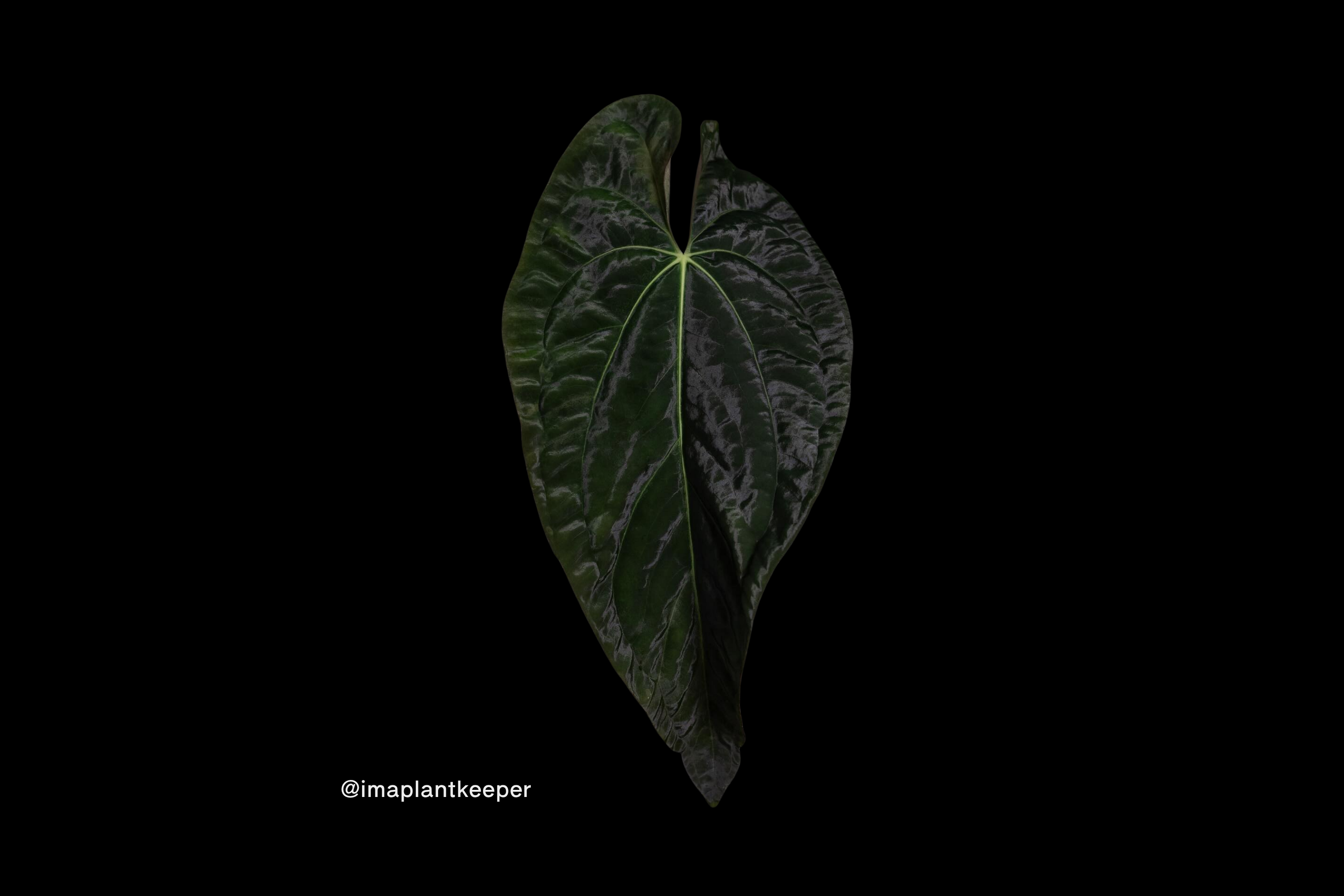 A mature dark and velvety anthurium papillilaminum leaf on a contrasted black background.