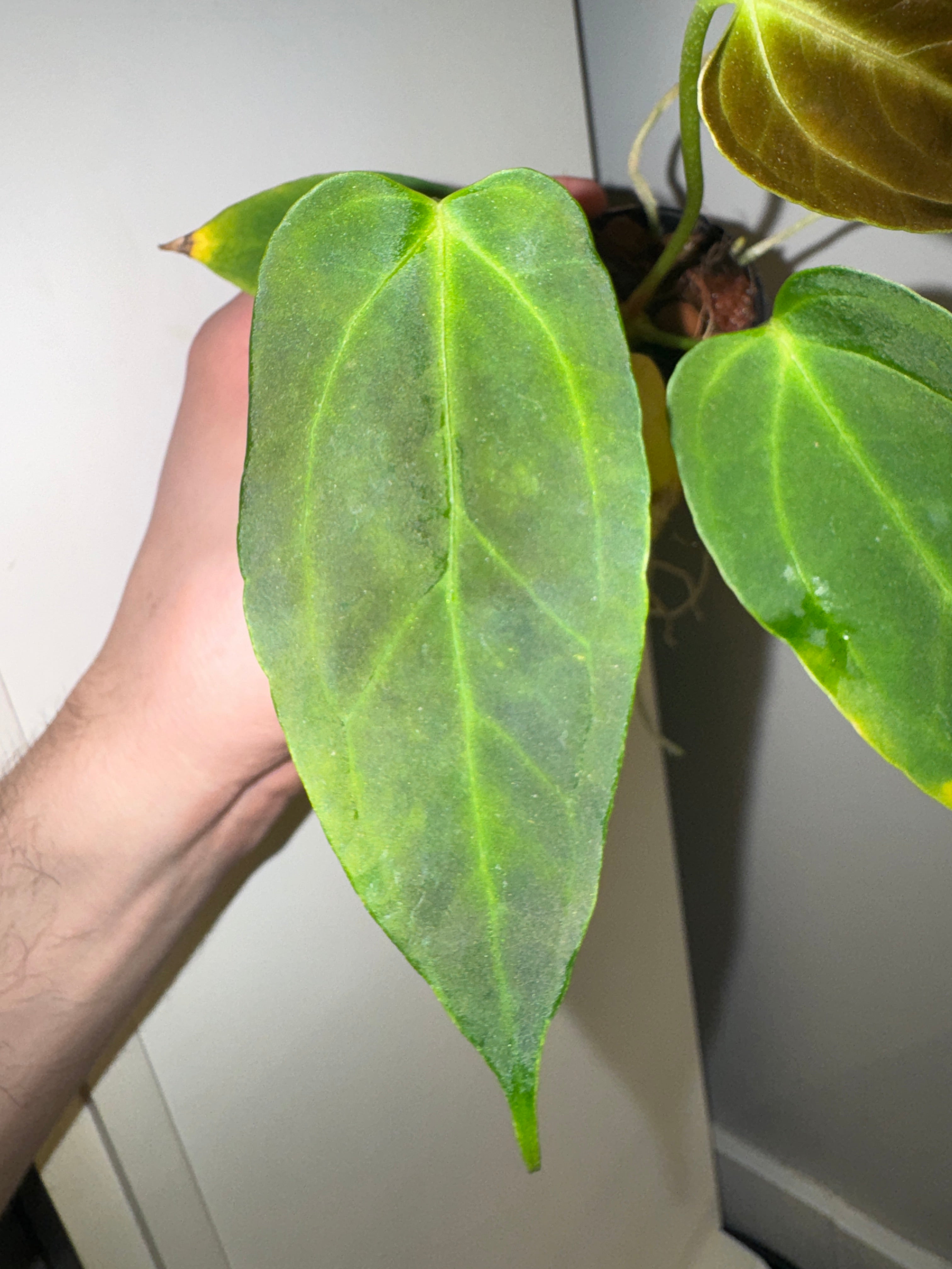 Anthurium Bigfoot x Goliath