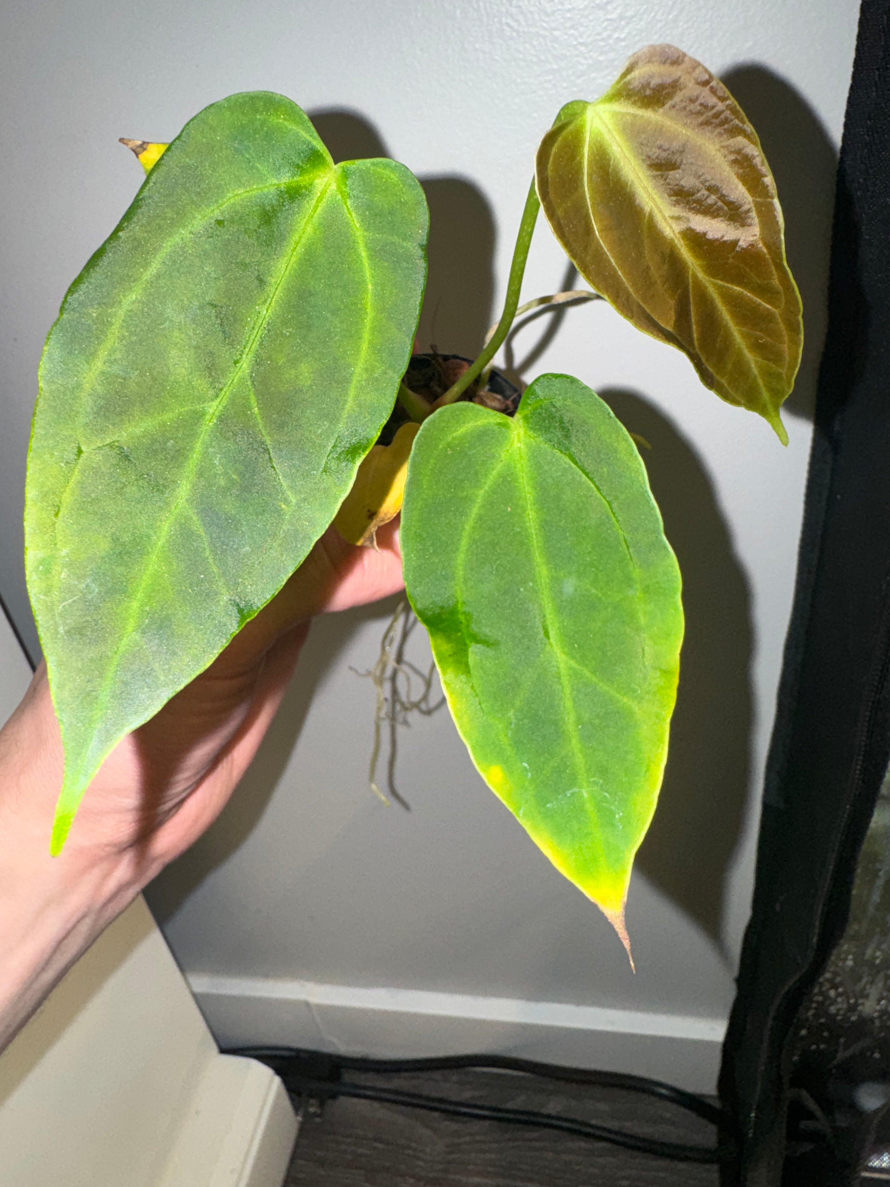 Anthurium Bigfoot x Goliath