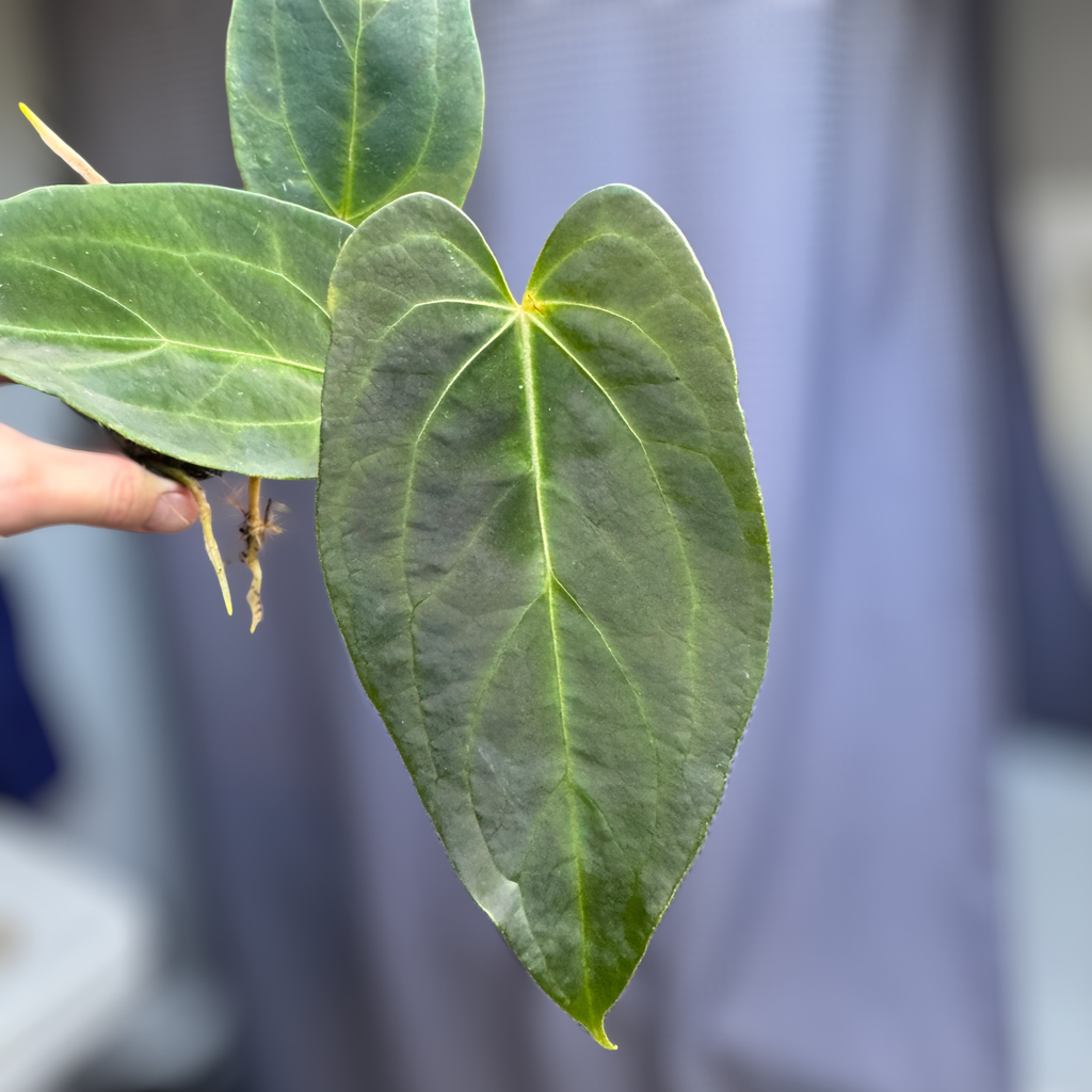 anthurium bigfoot x goliath