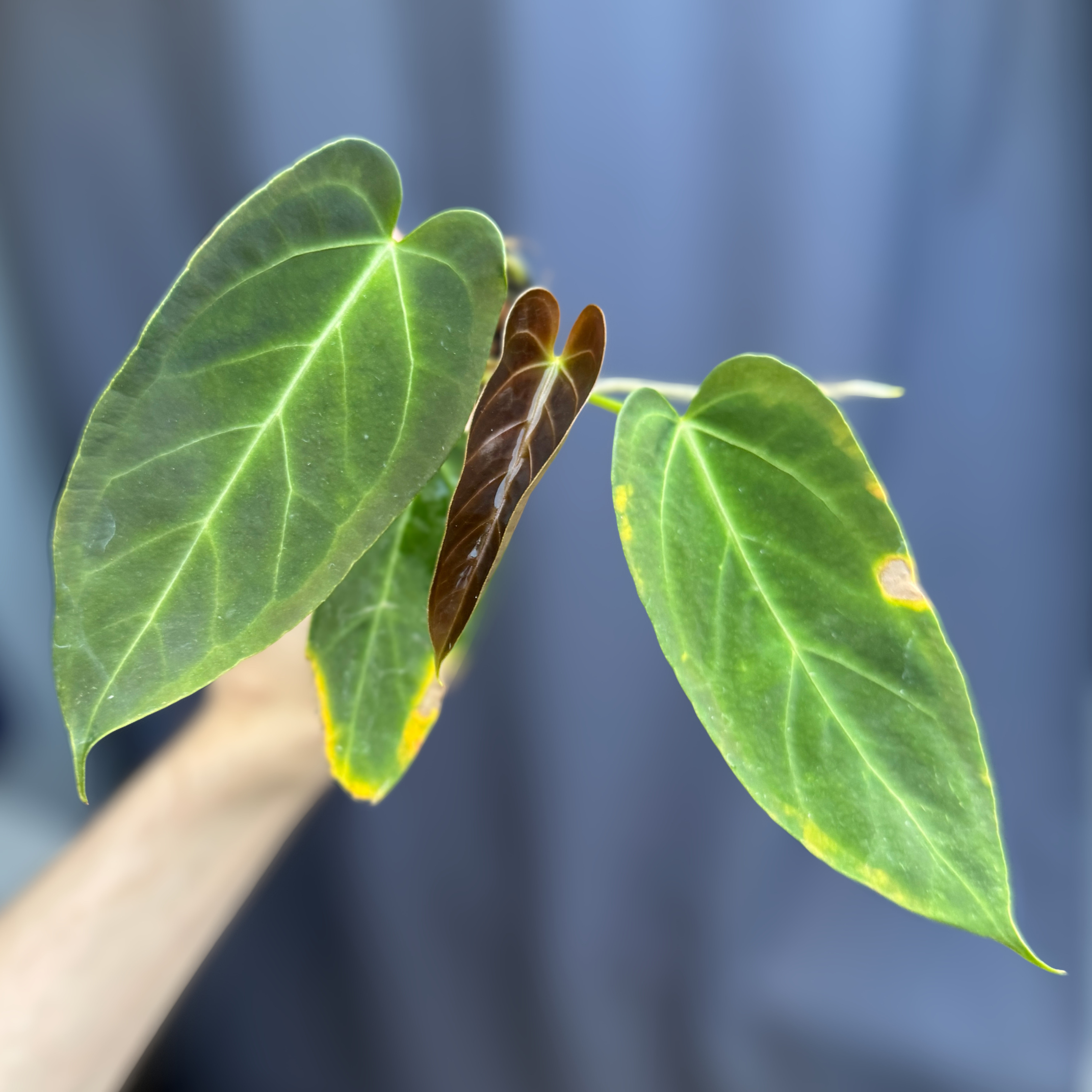 anthurium bigfoot x goliath