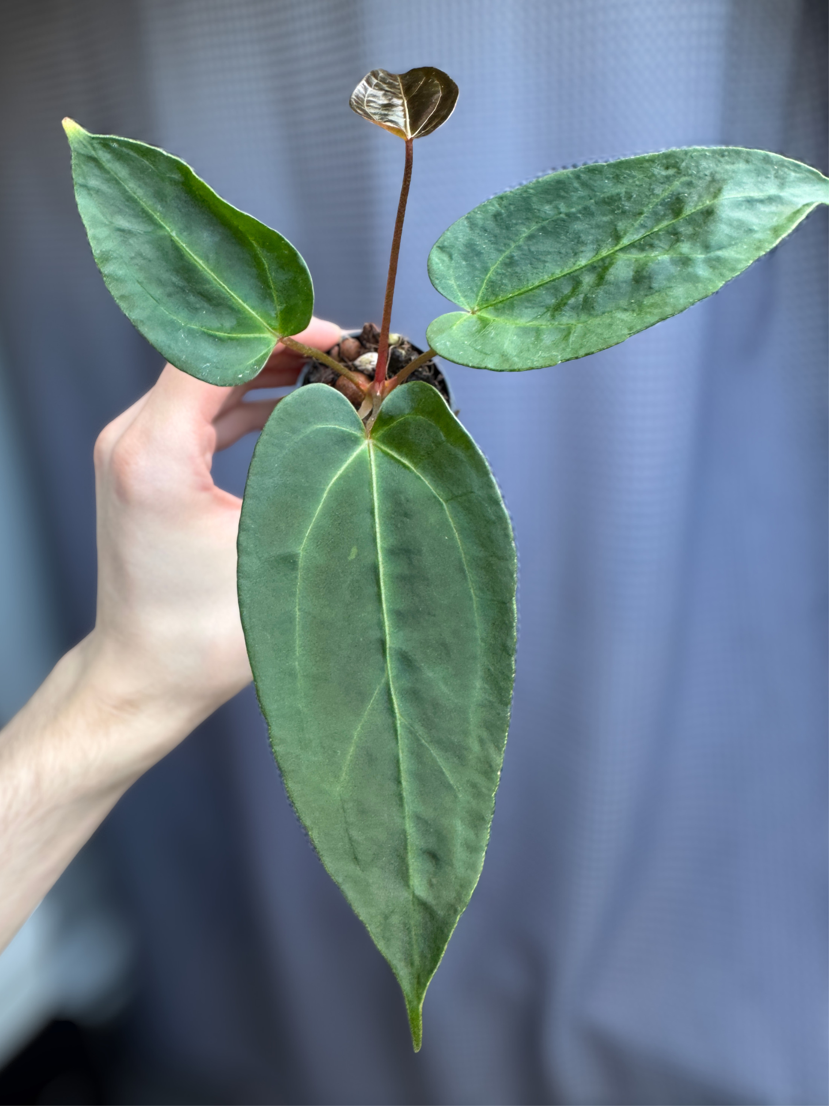 anthurium bigfoot x goliath