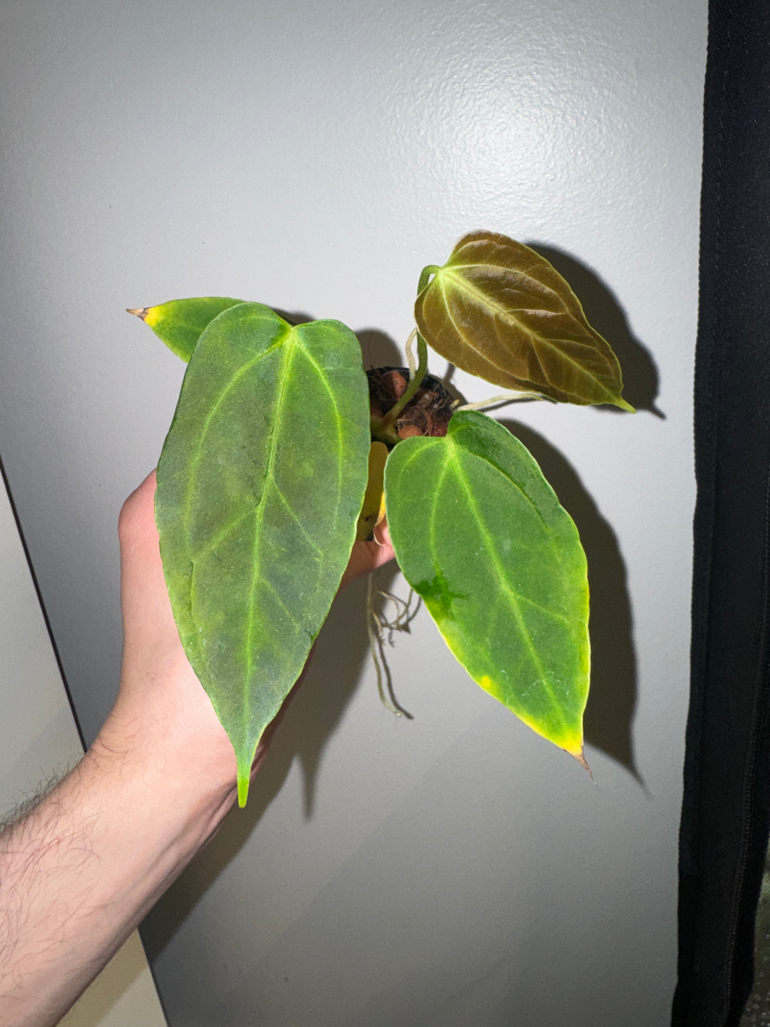 Anthurium Bigfoot x Goliath