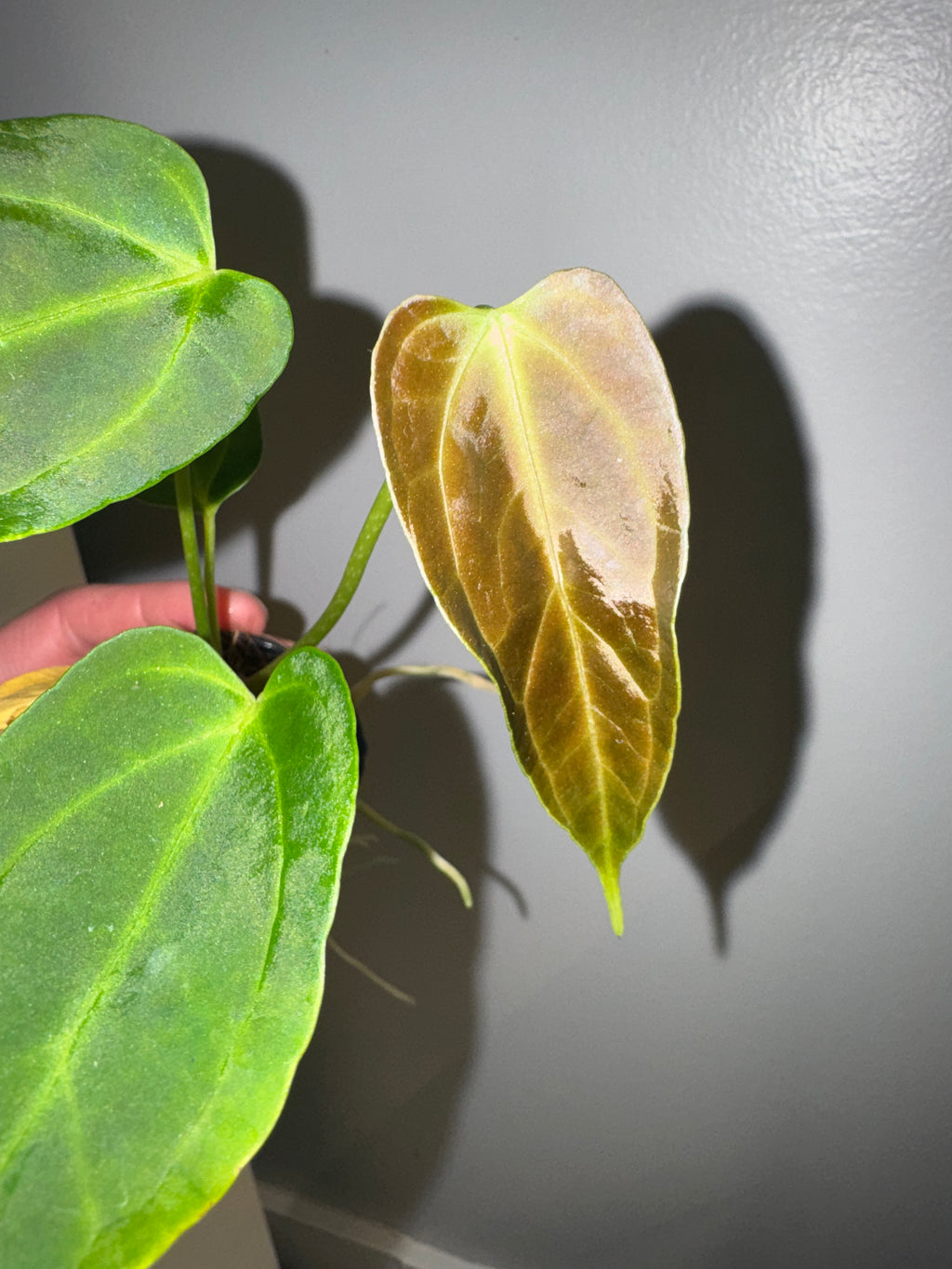 Anthurium Bigfoot x Goliath