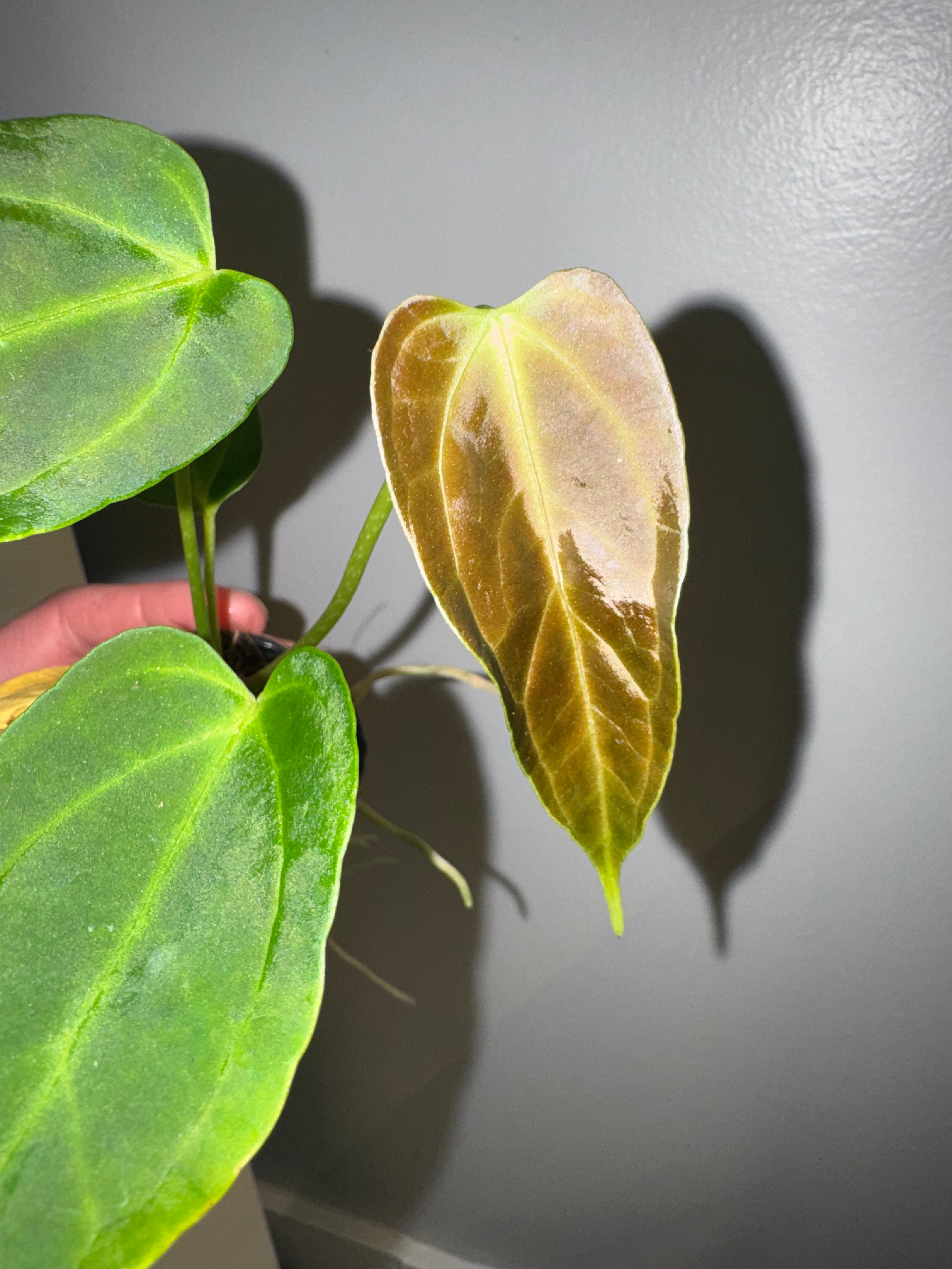 Anthurium Bigfoot x Goliath