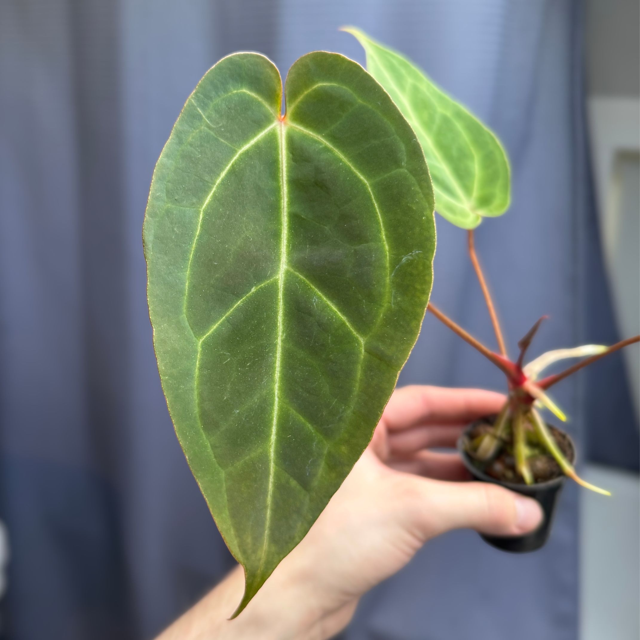 Anthurium (Bigfoot x Goliath) x Forgetii