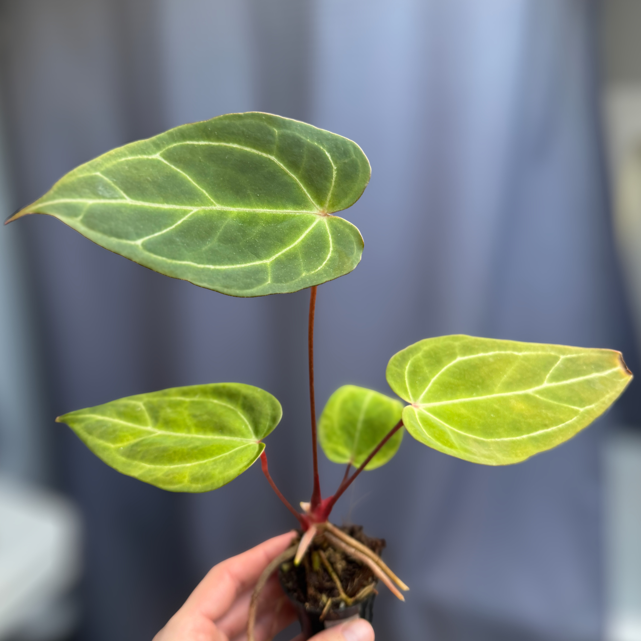 Anthurium (Bigfoot x Goliath) x Forgetii
