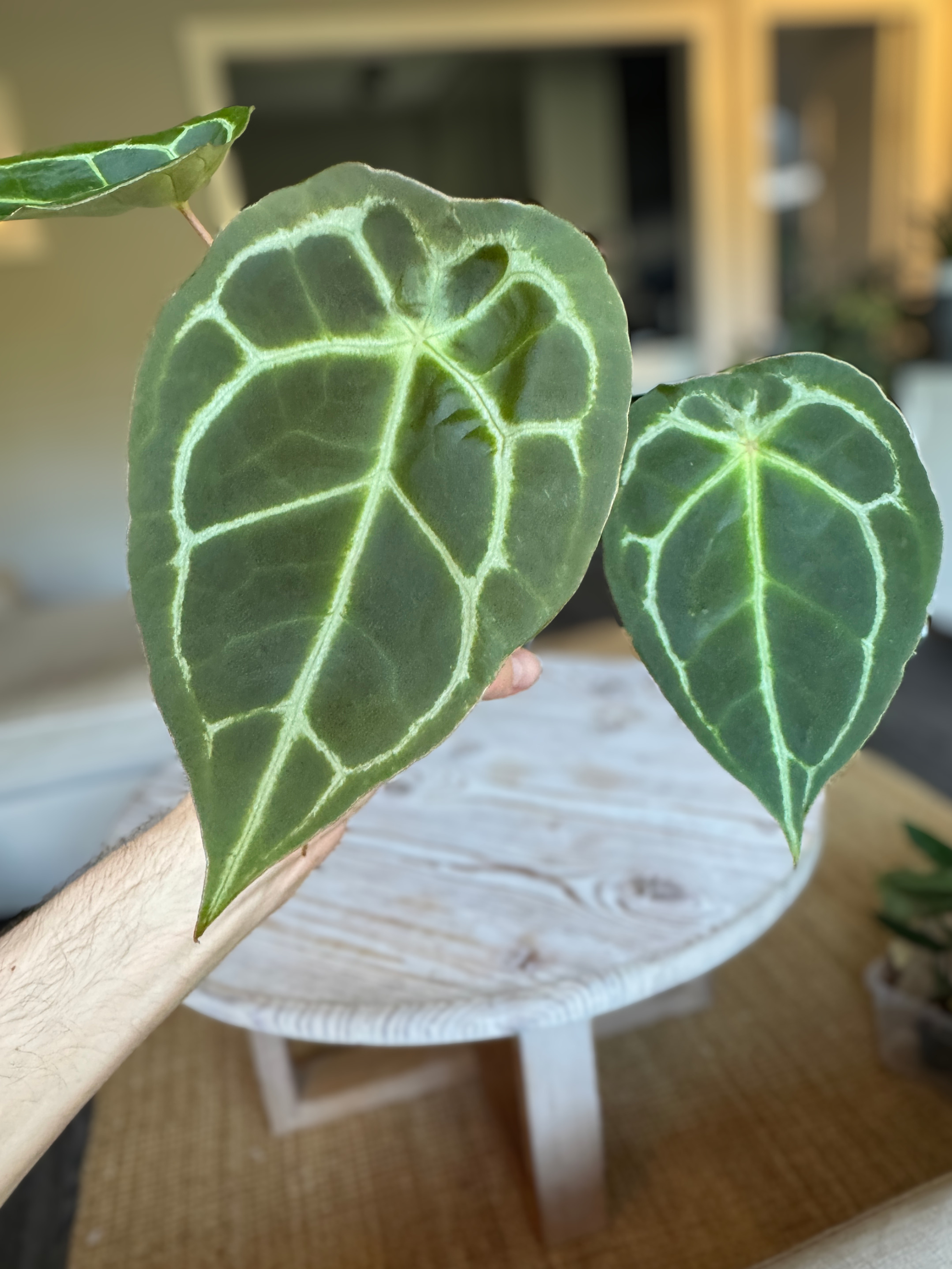 Anthurium (Bigfoot x Goliath) x Forgetii