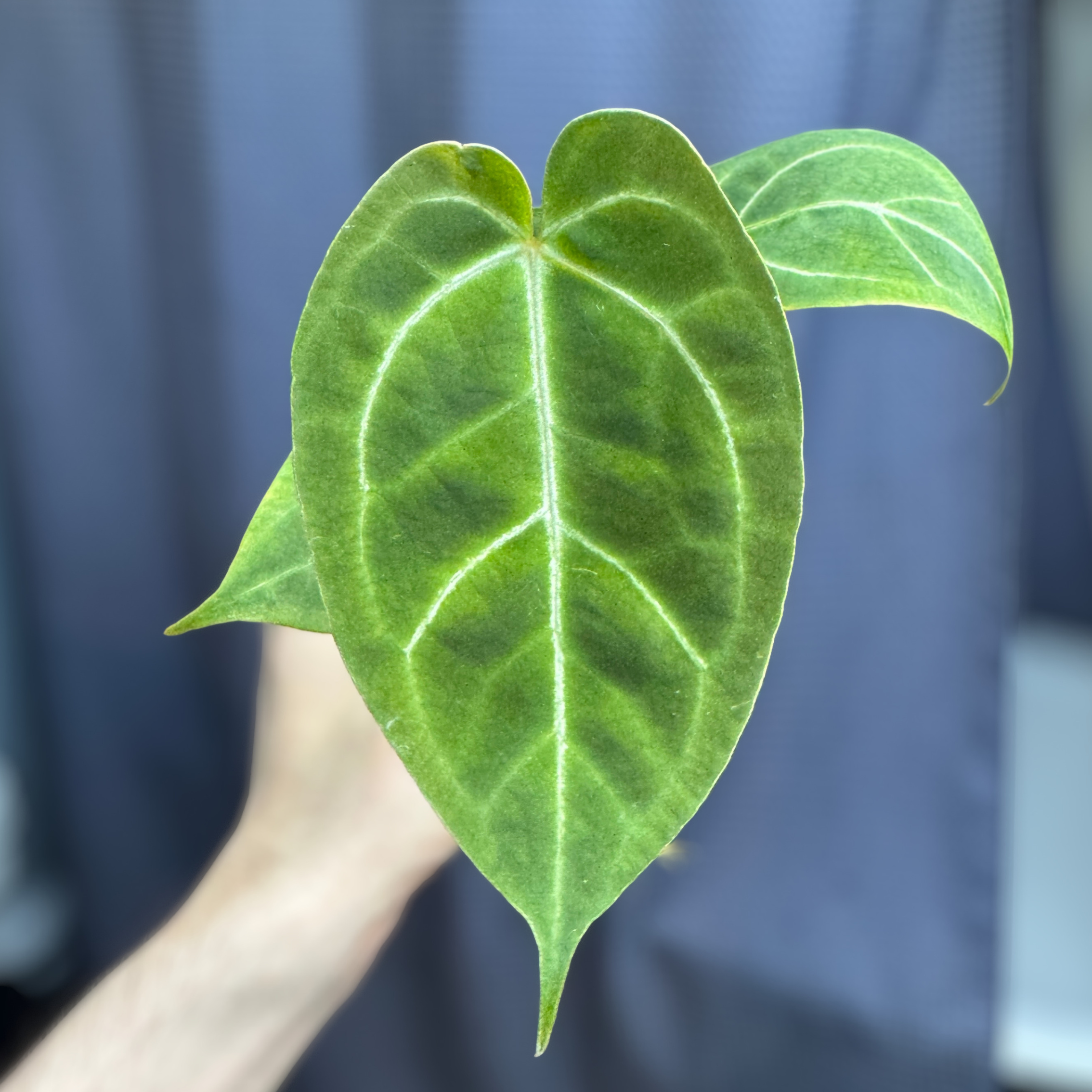 Anthurium (Bigfoot x Goliath) x Forgetii