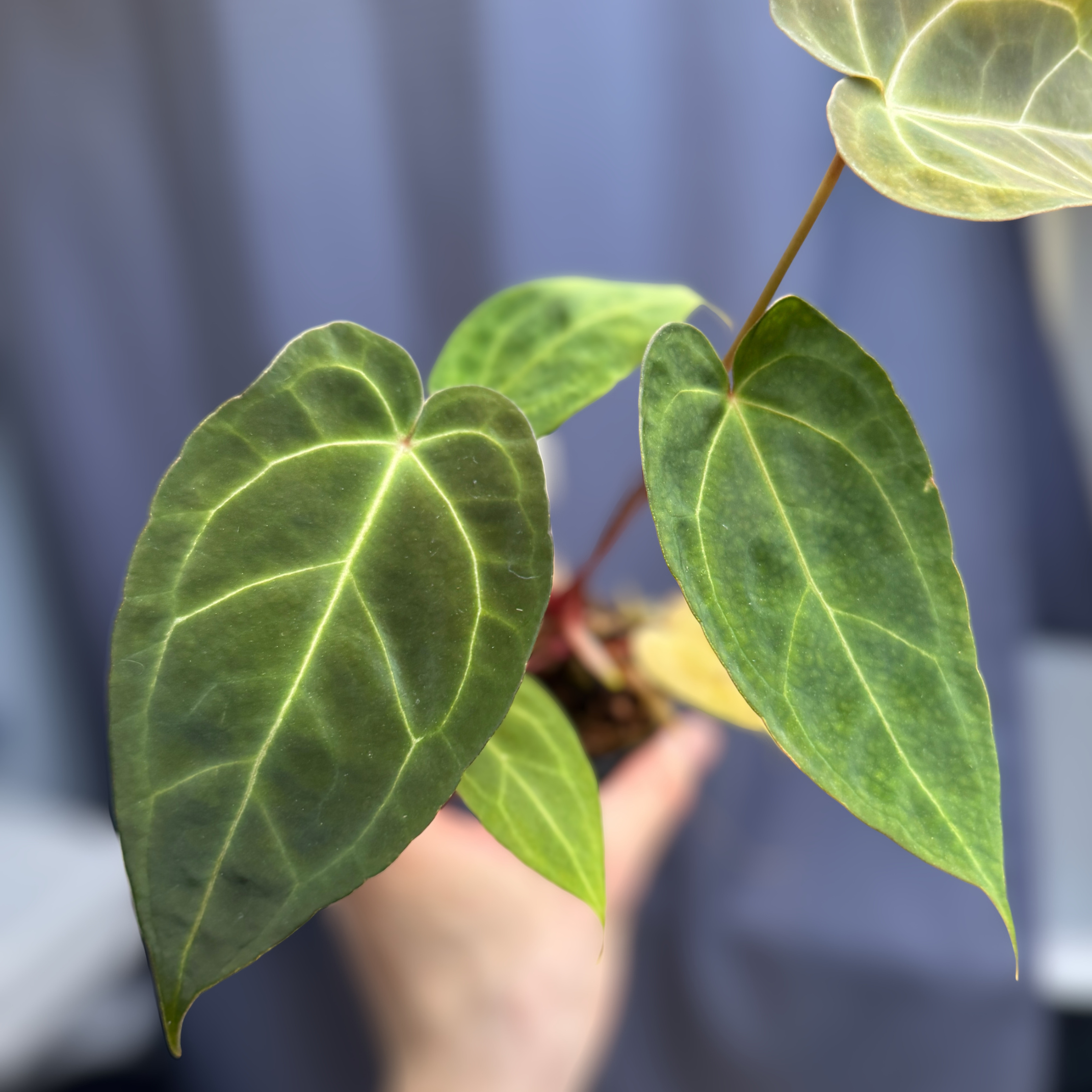 Anthurium (Bigfoot x Goliath) x Forgetii