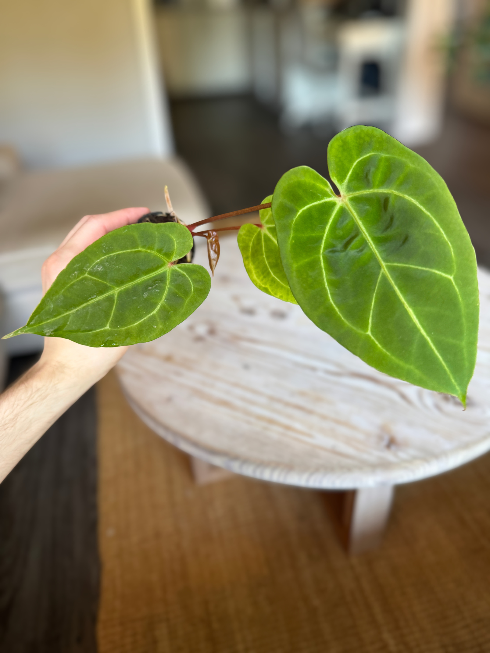 Anthurium (Bigfoot x Goliath) x Forgetii