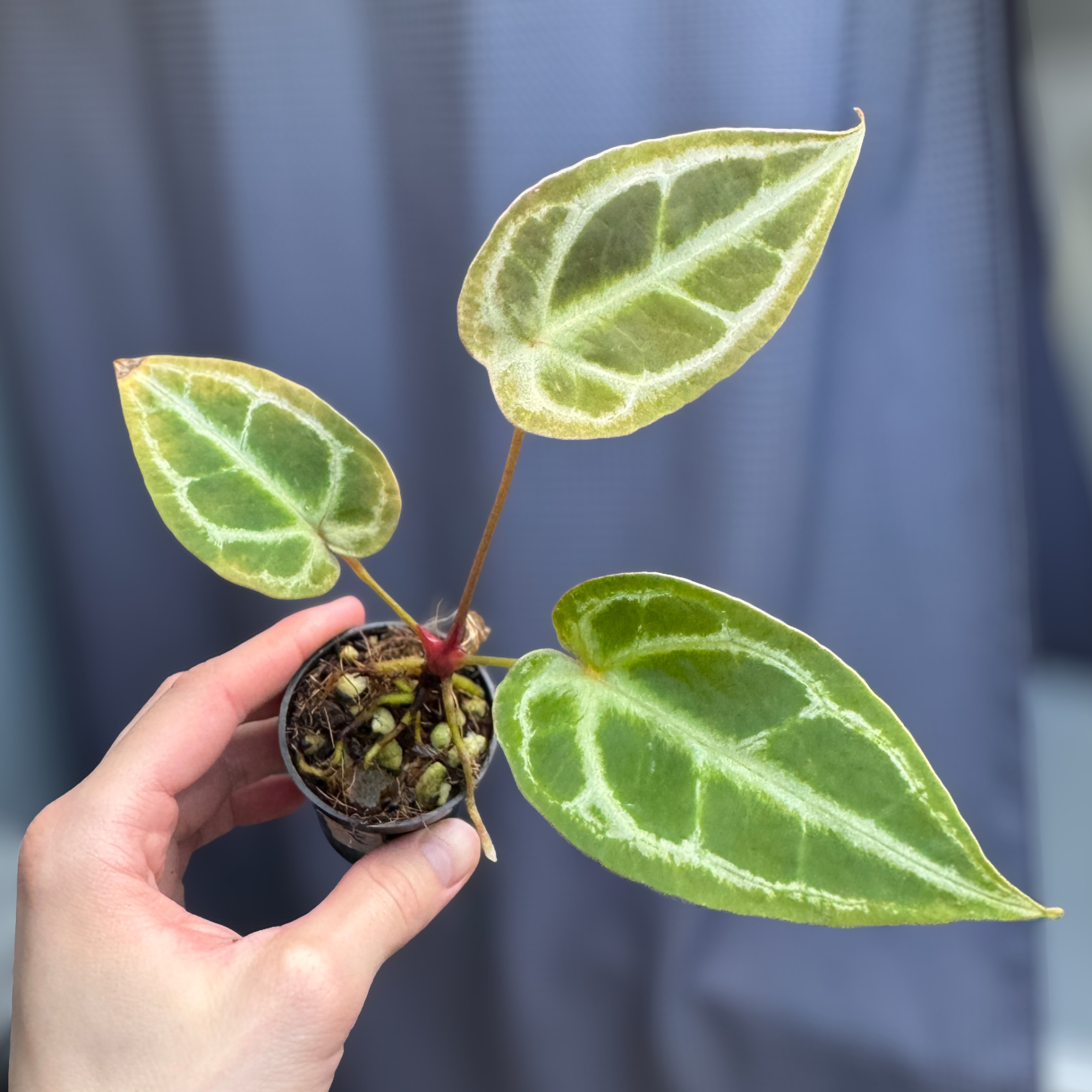 Anthurium (Bigfoot x Goliath) x Forgetii
