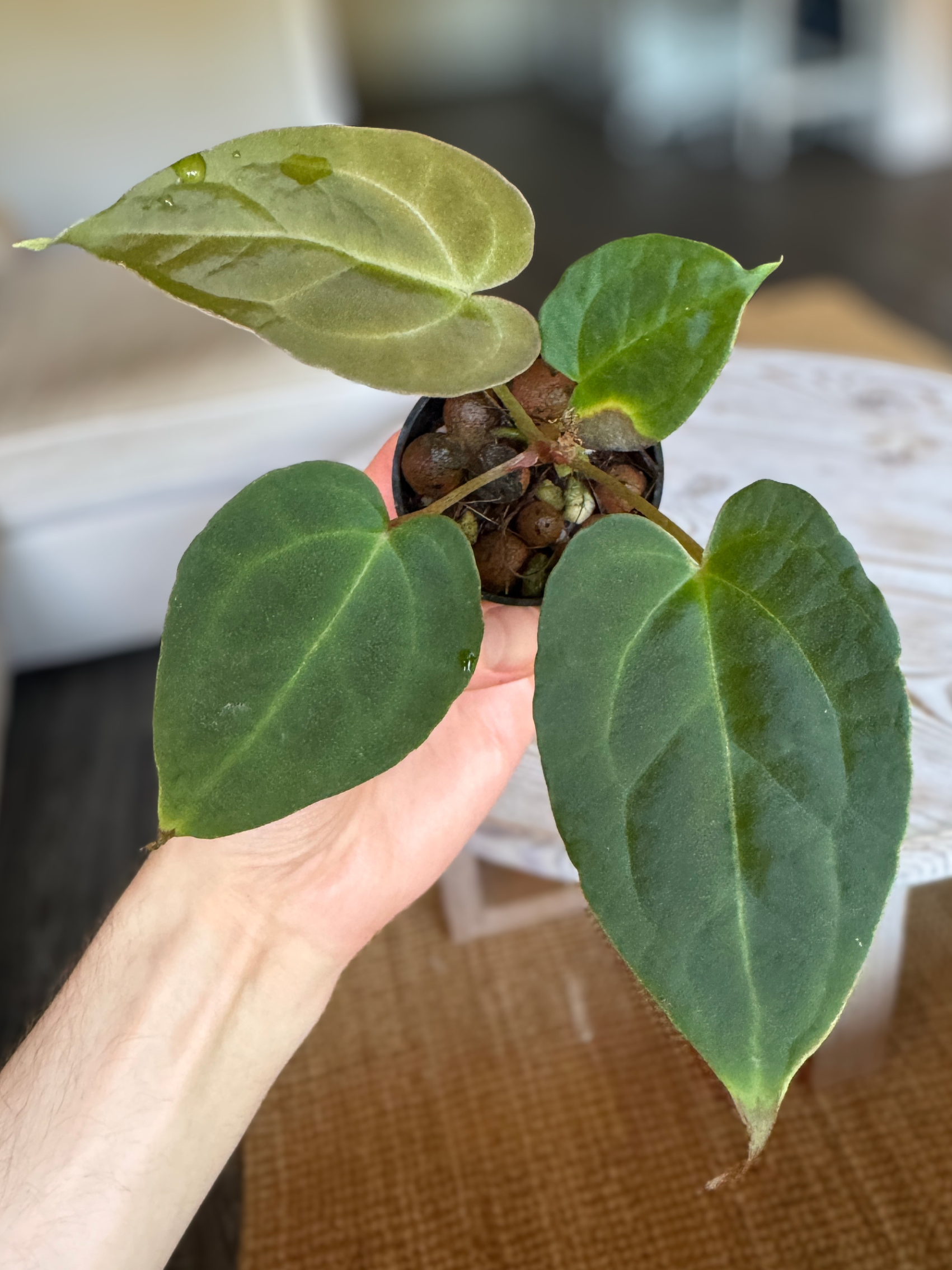 Anthurium (Bigfoot x Goliath) x Forgetii
