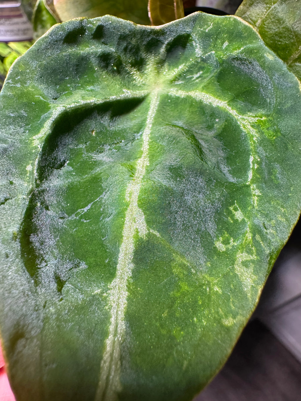 Anthurium (Bigfoot x Goliath) x Forgetii Variegated #1
