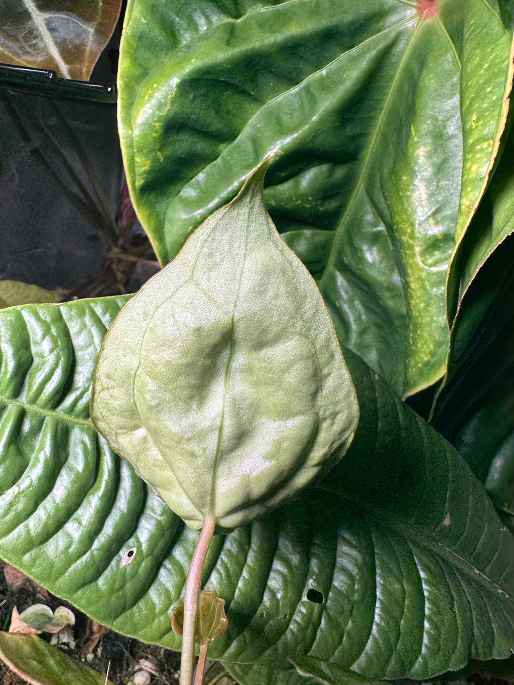 Anthurium (Bigfoot x Goliath) x Forgetii Variegated #1