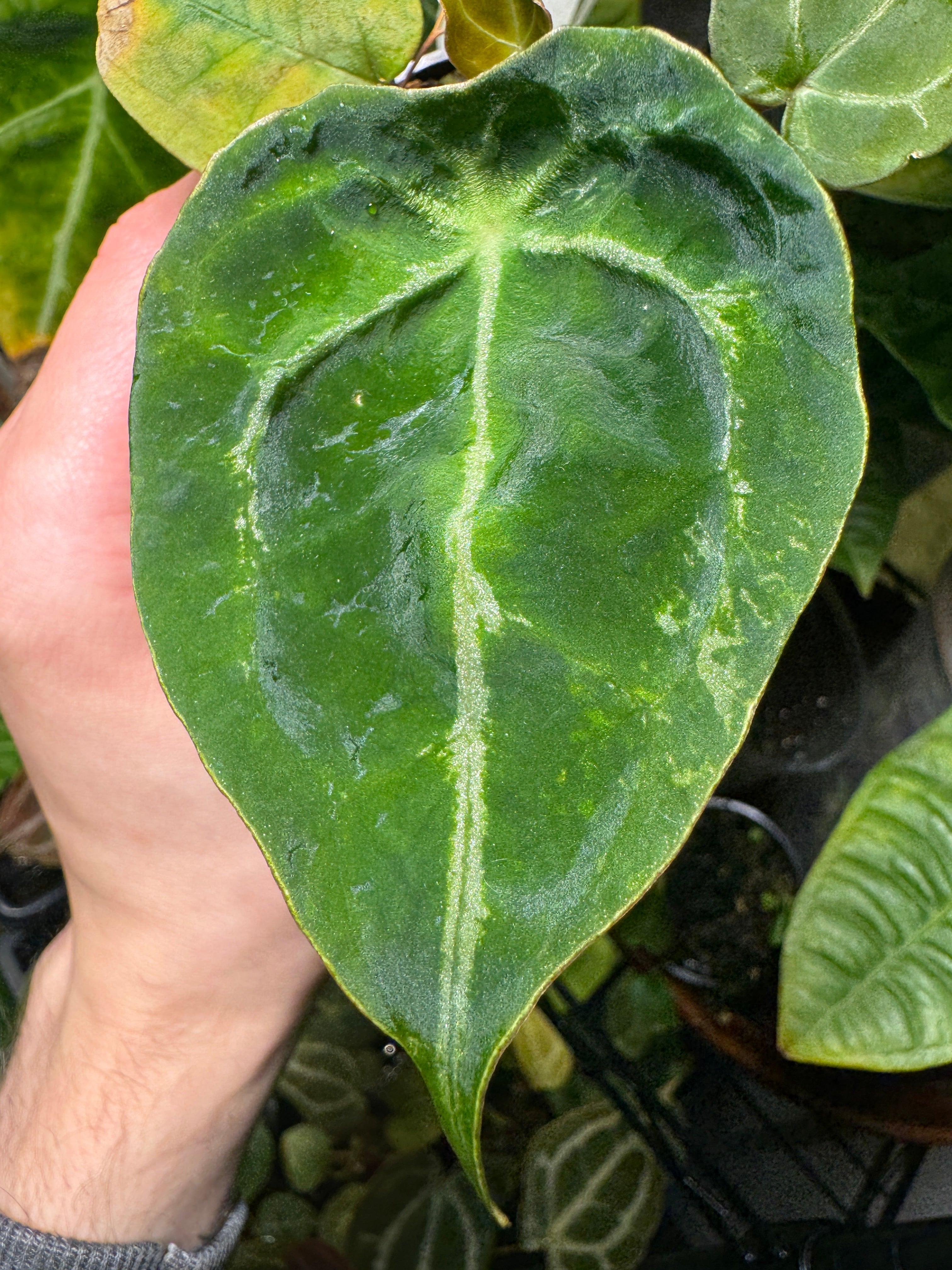 Anthurium (Bigfoot x Goliath) x Forgetii Variegated #1