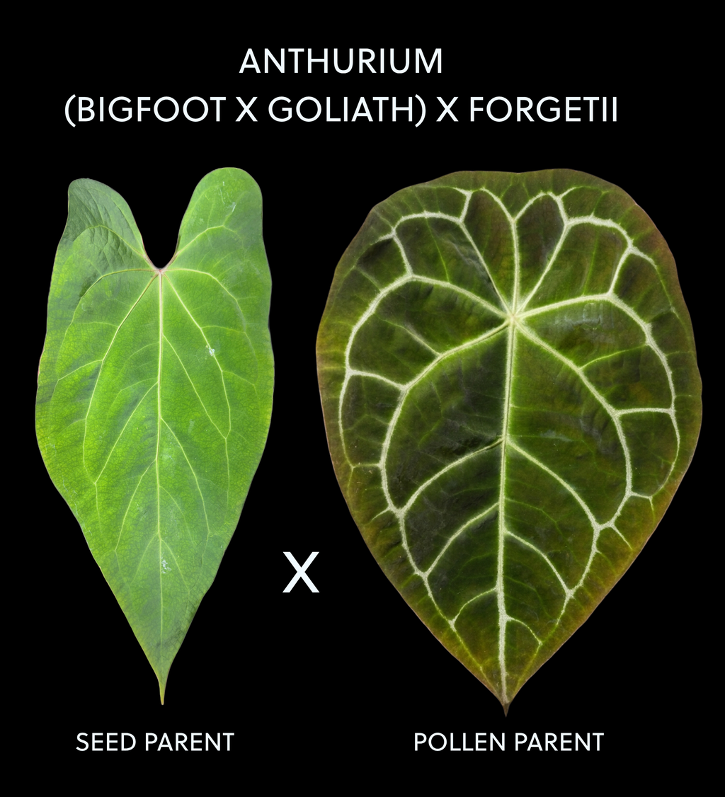 Anthurium (Bigfoot x Goliath) x Forgetii