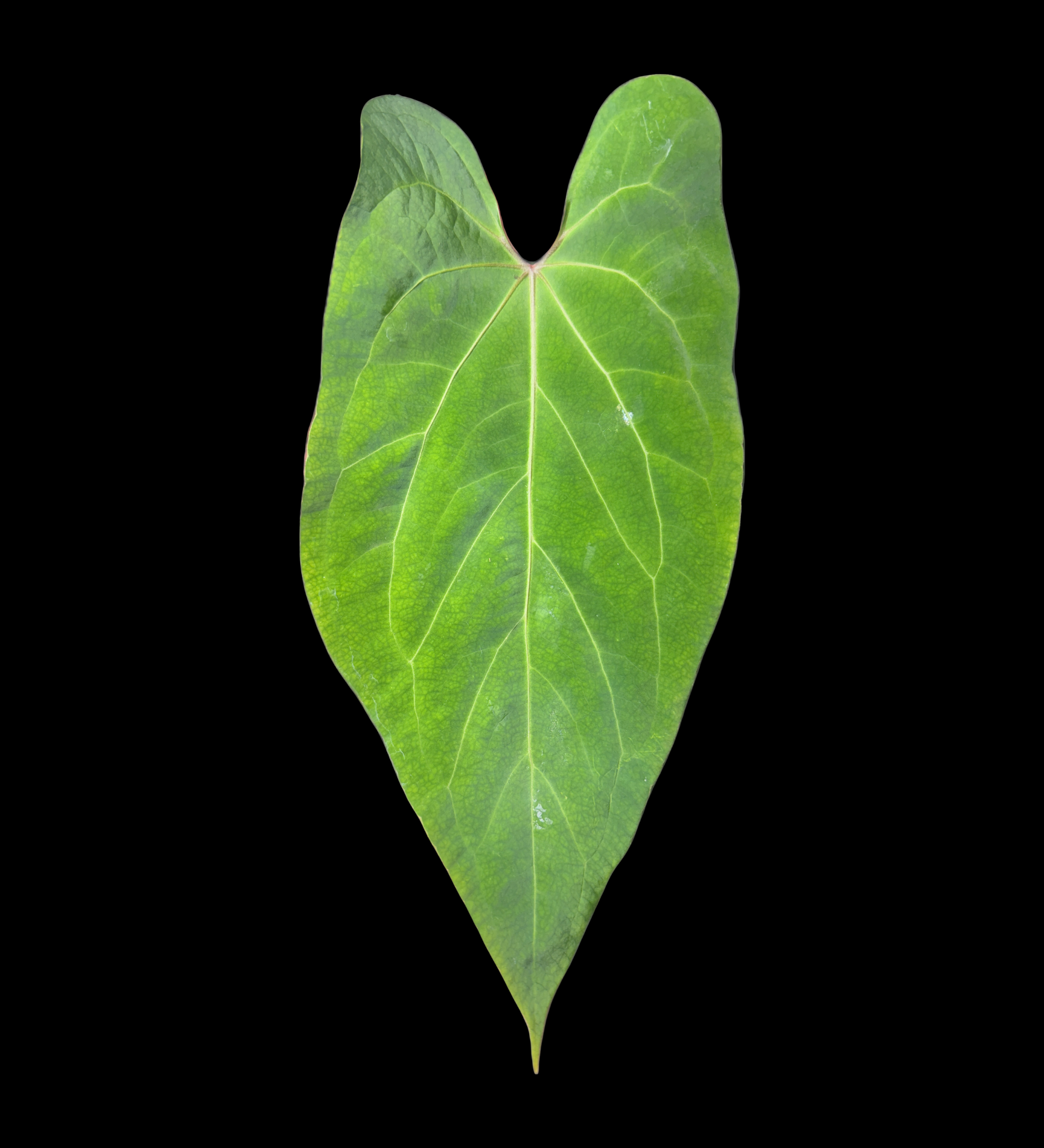 Anthurium Bigfoot x Goliath